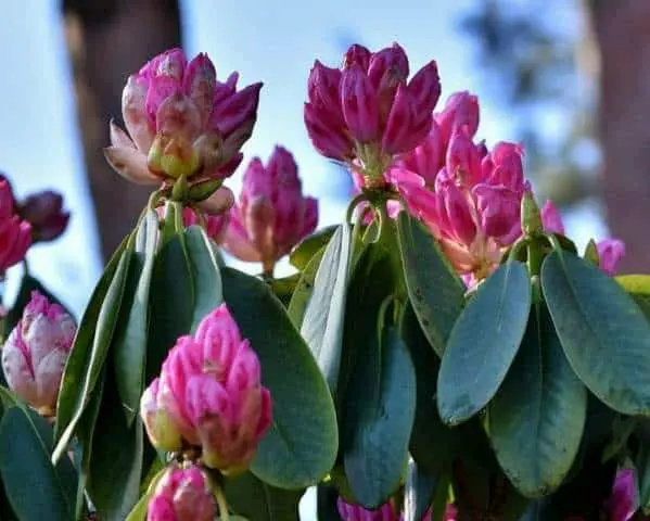 When the rhododendron blooms and what to do if it does not bloom