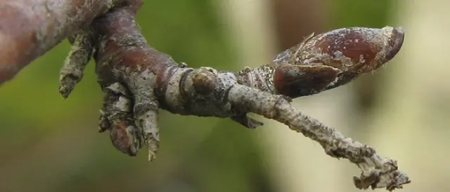 When to collect birch sap in 2022