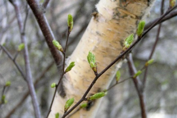 When to collect birch sap in 2022