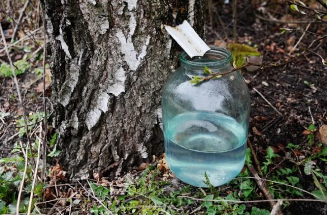 When to collect birch sap in 2022