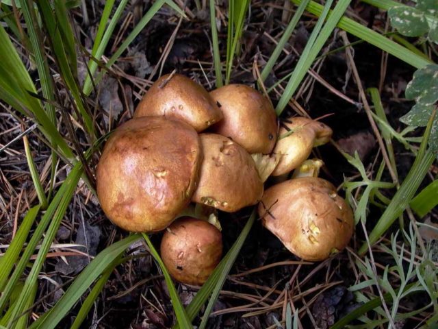 When to collect boletus: in what forests, places and time of collection in Our Country