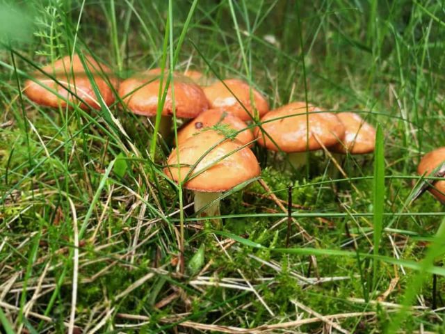 When to collect boletus: in what forests, places and time of collection in Our Country