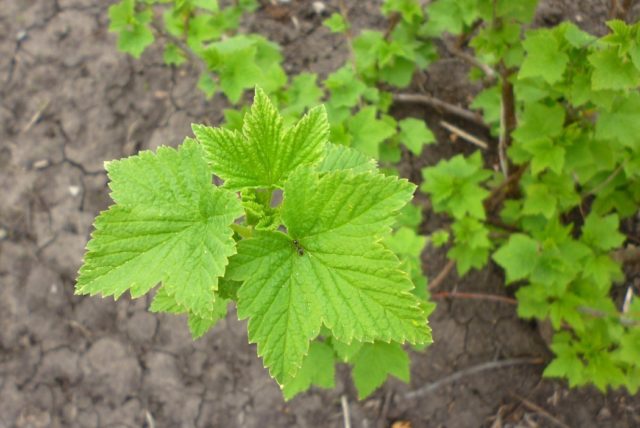 When to collect currant leaves for the winter and how to dry