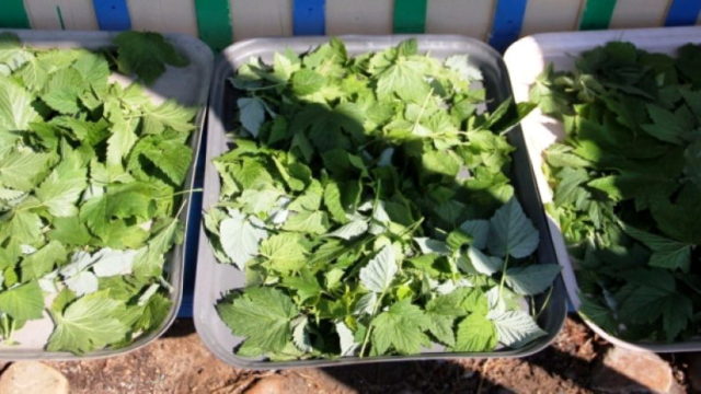 When to collect currant leaves for the winter and how to dry