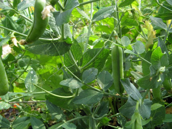 When to collect peas from the garden: ripening dates