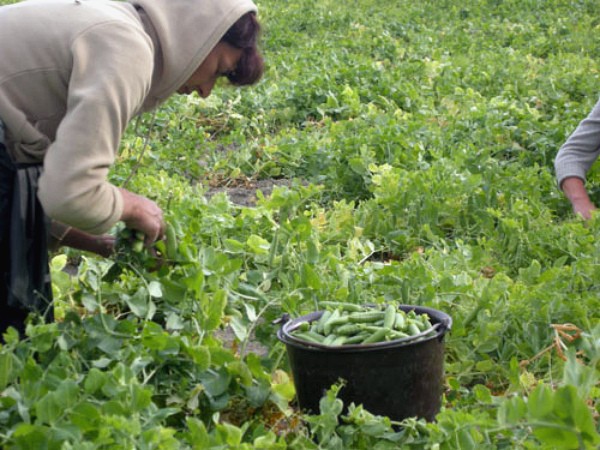 When to collect peas from the garden: ripening dates