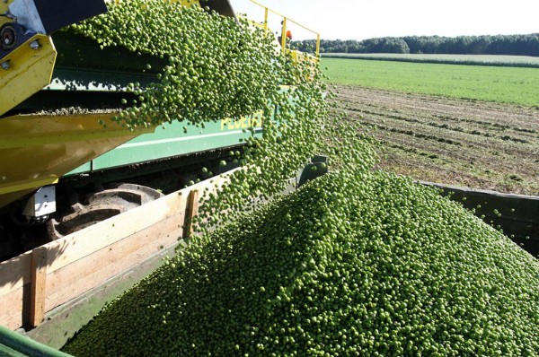 When to collect peas from the garden: ripening dates