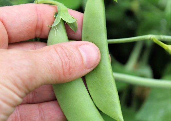 When to collect peas from the garden: ripening dates