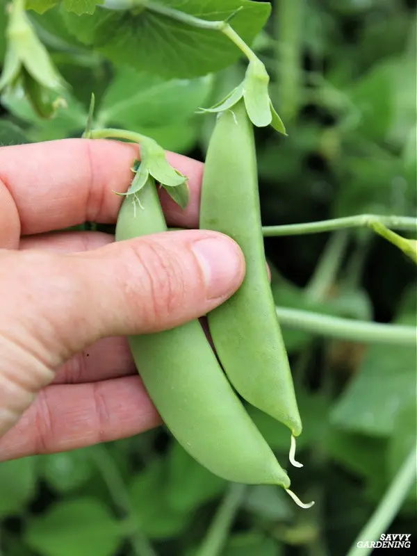 When to collect peas from the garden: ripening dates