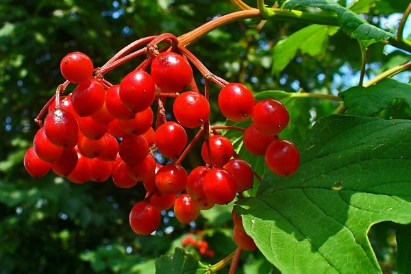 When to collect viburnum for harvesting for the winter and how to do it correctly (2022)