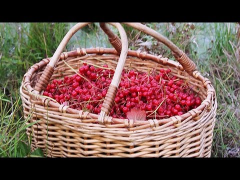 When to collect viburnum for harvesting for the winter and how to do it correctly (2022)