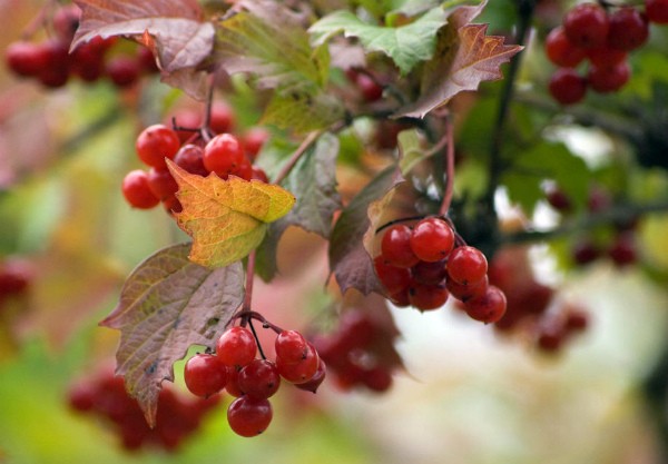 When to collect viburnum for harvesting for the winter and how to do it correctly (2022)