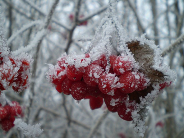 When to collect viburnum for harvesting for the winter and how to do it correctly (2022)