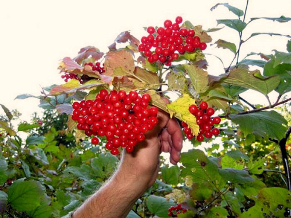 When to collect viburnum for harvesting for the winter and how to do it correctly (2022)