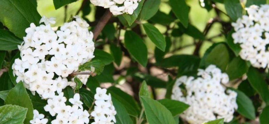 When to collect viburnum for harvesting for the winter and how to do it correctly (2022)