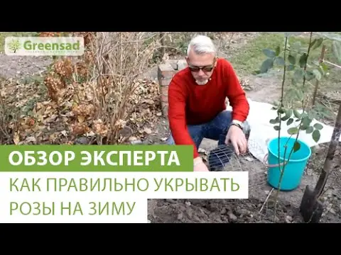 When to cover roses for the winter in the Urals: practical tips