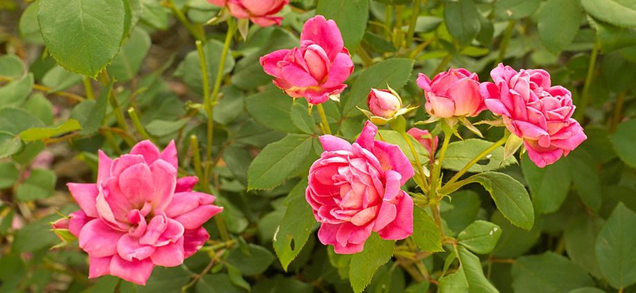 When to cover roses for the winter in the Urals: practical tips