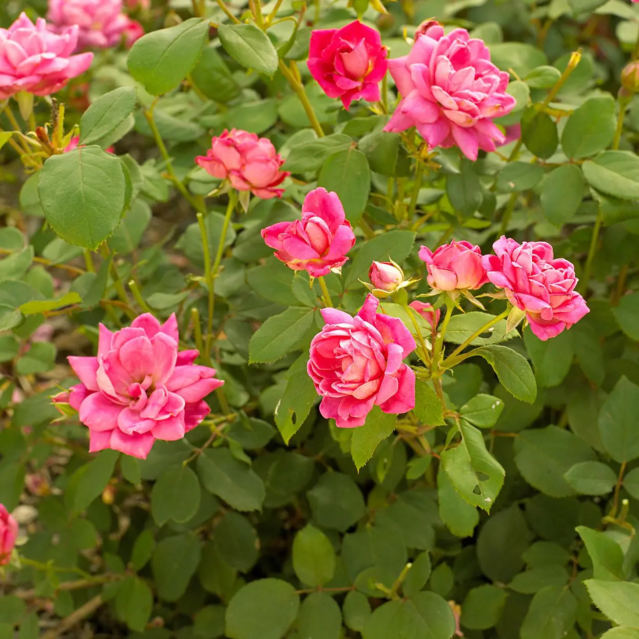 When to cover roses for the winter in the Urals: practical tips