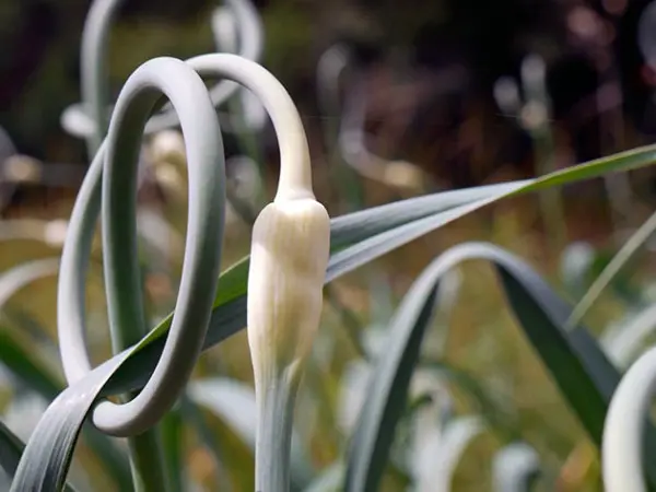 When to cut off arrows from garlic and why is it necessary?