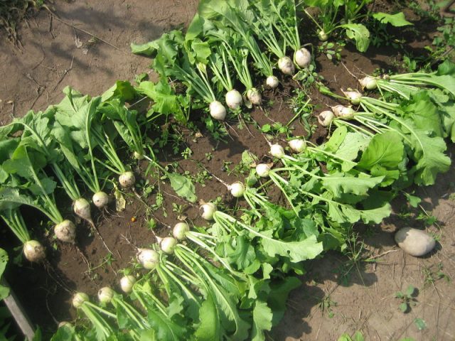 When to dig and how to store daikon