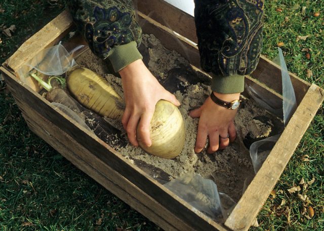 When to dig and how to store daikon