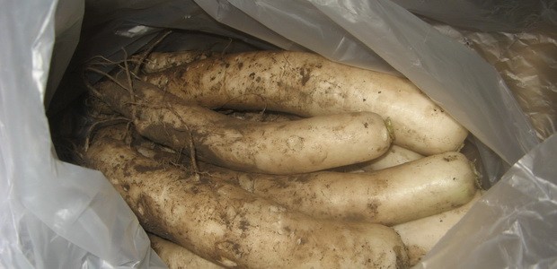 When to dig and how to store daikon