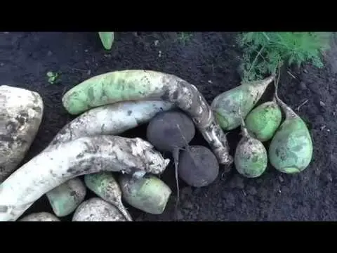 When to dig and how to store daikon