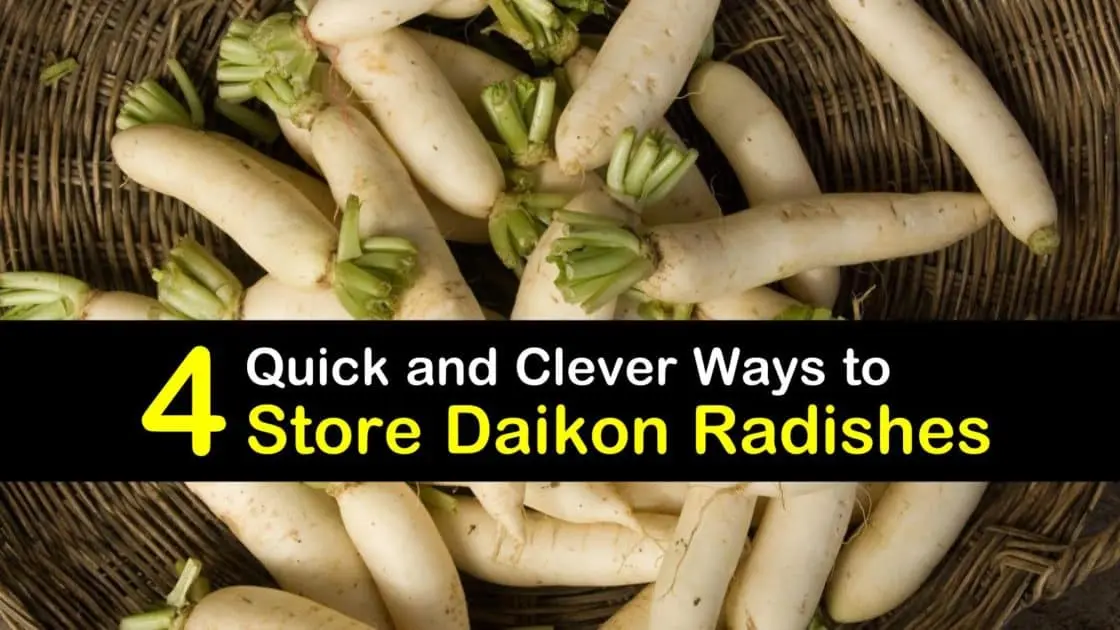 When to dig and how to store daikon