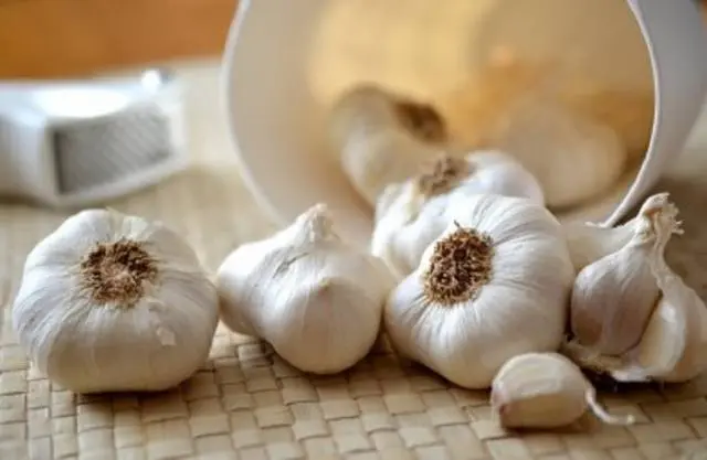 When to dig garlic