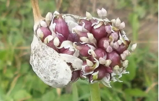 When to dig garlic