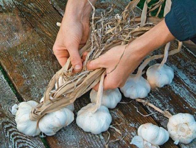 When to dig garlic