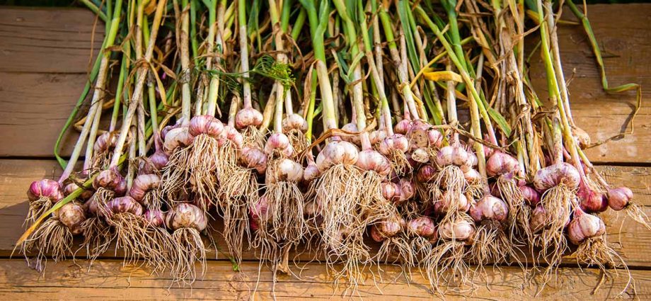 When to dig garlic