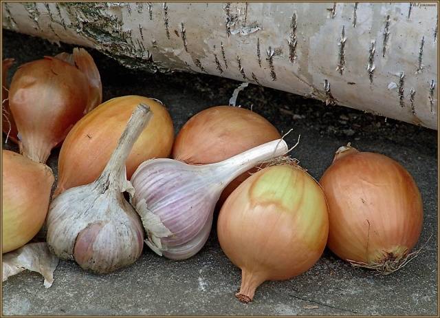 When to dig garlic and onions