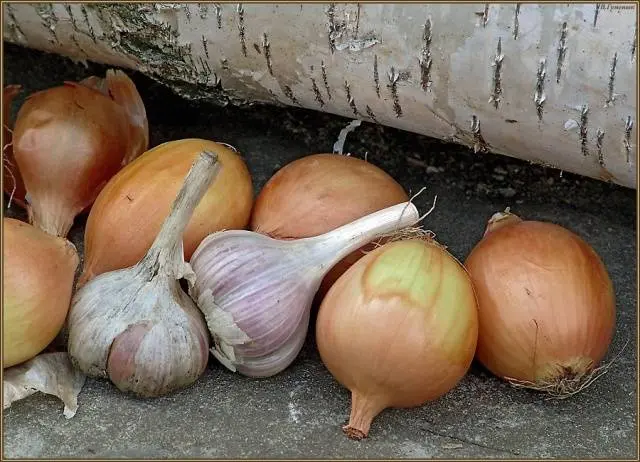 When to dig garlic and onions