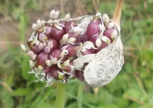 When to dig garlic and onions