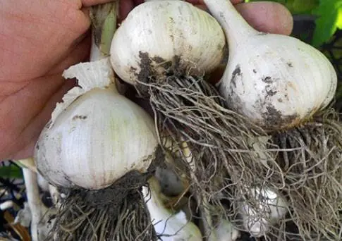 When to dig garlic and onions