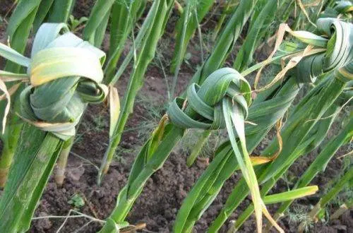 When to dig garlic and onions