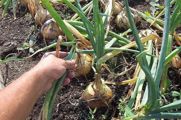 When to dig garlic and onions