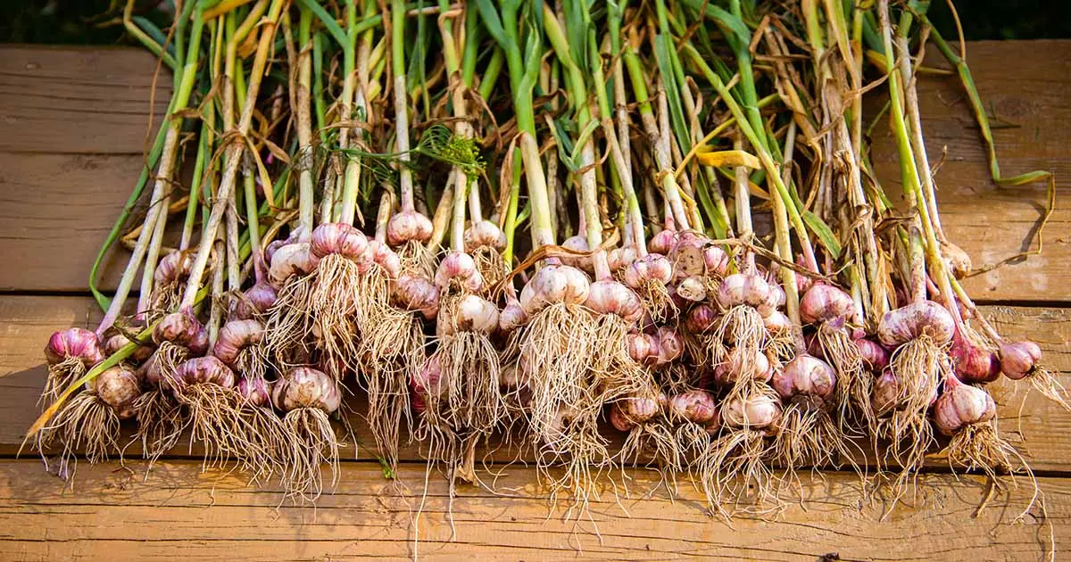 When to dig garlic