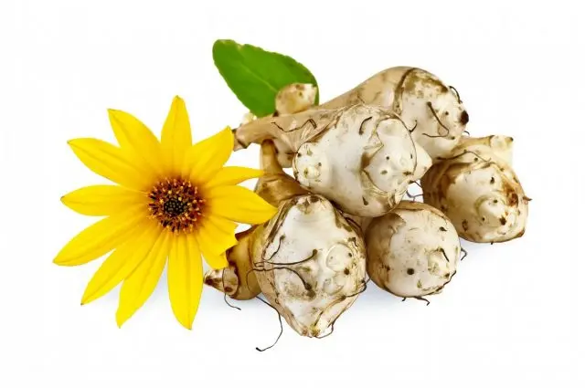 When to dig Jerusalem artichoke tubers for food and storage