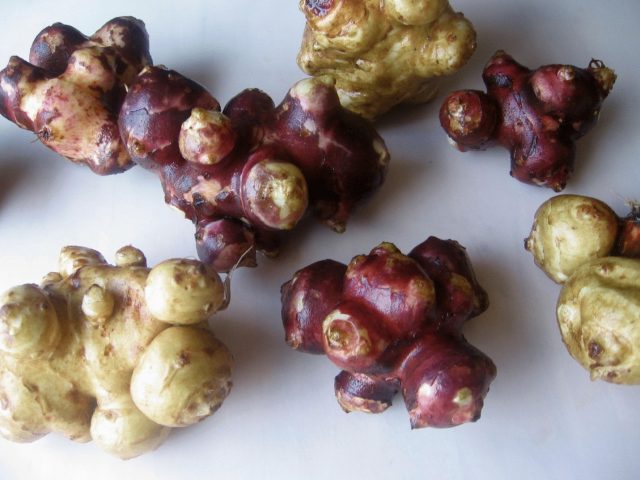 When to dig Jerusalem artichoke tubers for food and storage