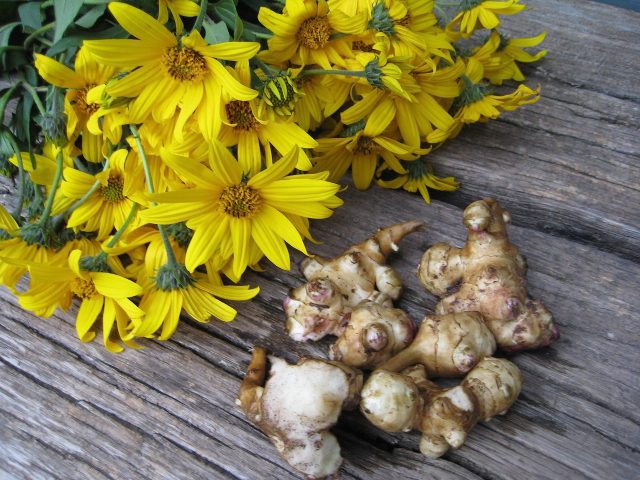 When to dig Jerusalem artichoke tubers for food and storage