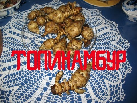 When to dig Jerusalem artichoke tubers for food and storage