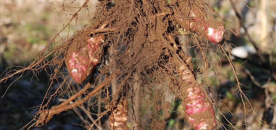 When to dig Jerusalem artichoke tubers for food and storage