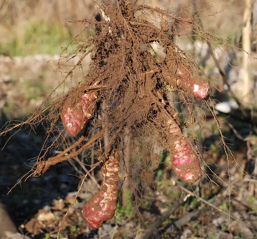 When to dig Jerusalem artichoke tubers for food and storage