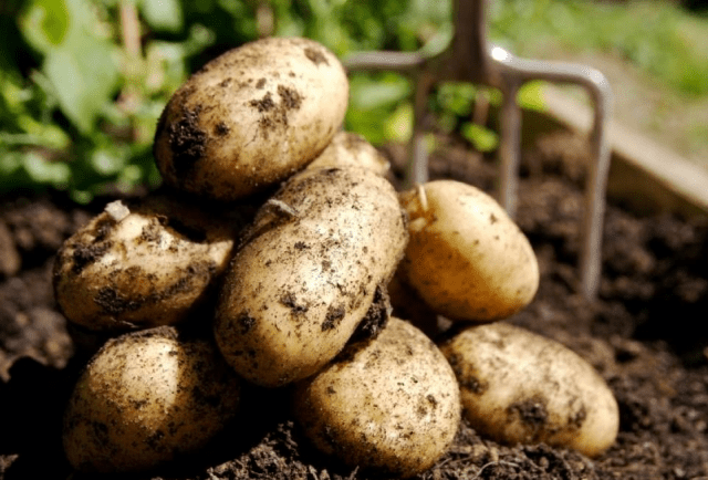 When to dig potatoes in 2022