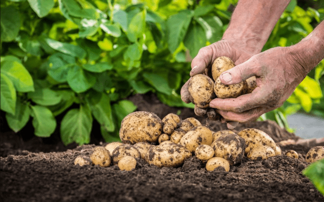 When to dig potatoes in 2022