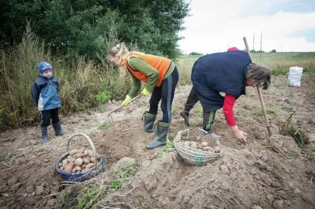 When to dig potatoes in 2022