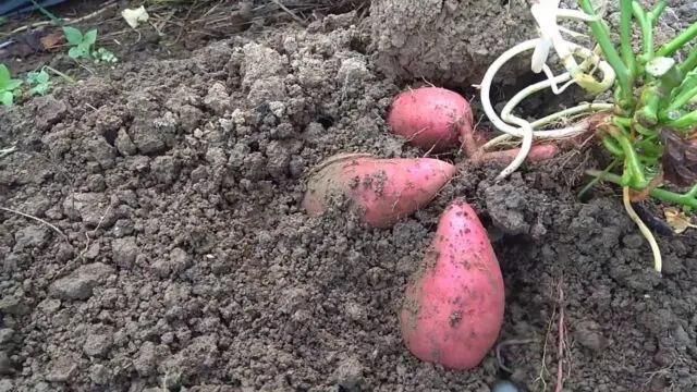 When to dig up and how to save sweet potatoes in winter