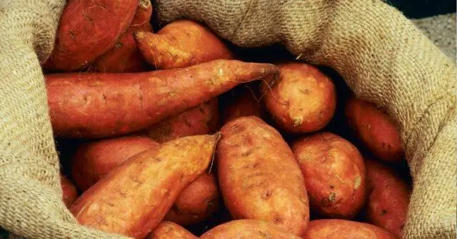 When to dig up and how to save sweet potatoes in winter